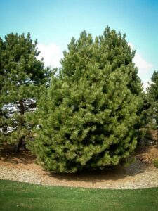 Сосна Чёрная (Pinus Nigra) купить по цене от 270.00р. в интернет-магазине «Посадика» с доставкой почтой в в Горняке и по всей России – [изображение №1].