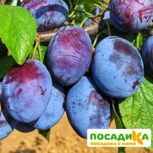 Слива Чачакская ранняя купить по цене от 229.00р. в интернет-магазине «Посадика» с доставкой почтой в в Горняке и по всей России – [изображение №1].