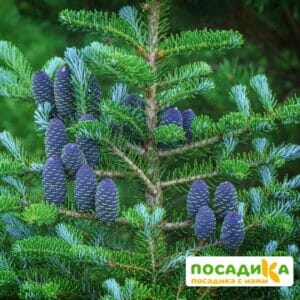 Пихта корейская (Abies koreana) купить по цене от 450.00р. в интернет-магазине «Посадика» с доставкой почтой в в Горняке и по всей России – [изображение №1].