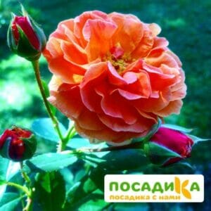 Роза Арабия купить по цене от 350.00р. в интернет-магазине «Посадика» с доставкой почтой в в Горняке и по всей России – [изображение №1].