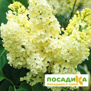 Сирень Примроуз (Primrose) купить по цене от 529.00р. в интернет-магазине «Посадика» с доставкой почтой в в Горняке и по всей России – [изображение №1].