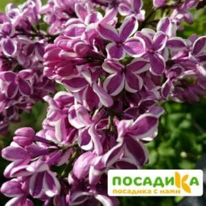 Сирень Сенсация купить по цене от 529.00р. в интернет-магазине «Посадика» с доставкой почтой в в Горняке и по всей России – [изображение №1].