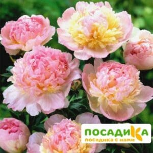 Пион Распберри Сандей (Paeonia Raspberry Sundae) купить по цене от 959р. в интернет-магазине «Посадика» с доставкой почтой в в Горняке и по всей России – [изображение №1].