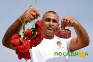 Клубника Гигант Джорнея купить по цене от 266р. в интернет-магазине «Посадика» с доставкой почтой в в Горняке и по всей России – [изображение №1].