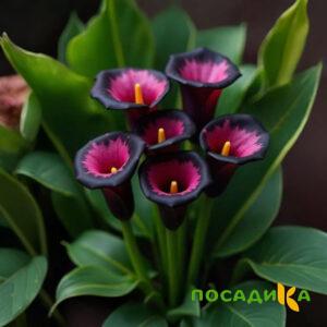 Калла Аура Лейс купить по цене от 400р. в интернет-магазине «Посадика» с доставкой почтой в в Горняке и по всей России – [изображение №1].