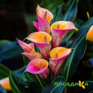 Калла Оникс купить по цене от 450р. в интернет-магазине «Посадика» с доставкой почтой в в Горняке и по всей России – [изображение №1].