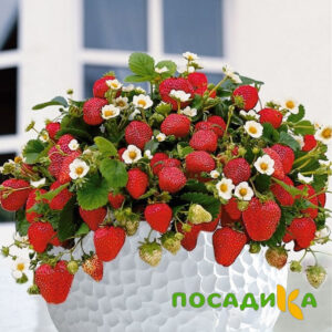 Клубника Рубиновый Шепот (горшечная) купить по цене от 240р. в интернет-магазине «Посадика» с доставкой почтой в в Горняке и по всей России – [изображение №1].