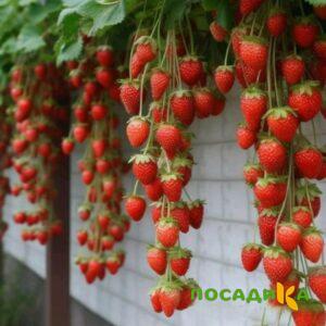 Клубника вьющаяся Комплимент купить по цене от 470р. в интернет-магазине «Посадика» с доставкой почтой в в Горняке и по всей России – [изображение №1].