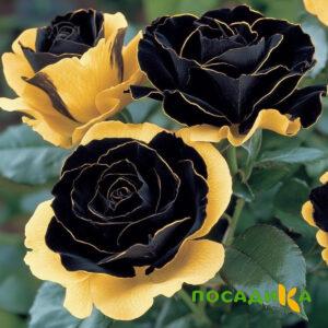 Роза Ханни Сикл купить по цене от 700р. в интернет-магазине «Посадика» с доставкой почтой в в Горняке и по всей России – [изображение №1].
