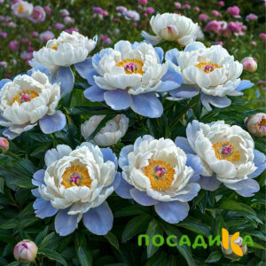 Пион акварельный Этюд купить по цене от 806р. в интернет-магазине «Посадика» с доставкой почтой в в Горняке и по всей России – [изображение №1].