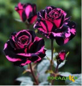 Роза Багровый Шепот купить по цене от 366р. в интернет-магазине «Посадика» с доставкой почтой в в Горняке и по всей России – [изображение №1].