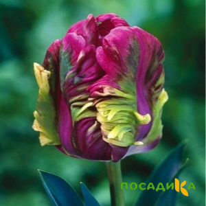 Тюльпан Экзотик Хэвен купить по цене от 186р. в интернет-магазине «Посадика» с доставкой почтой в в Горняке и по всей России – [изображение №1].